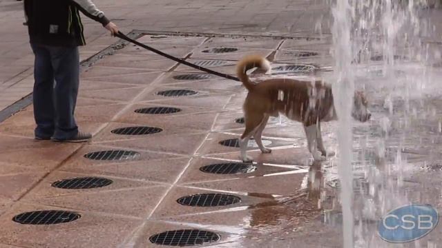 2013 Pet-A-Palooza Clematis Ave. West Palm Beach Fla. смотреть онлайн