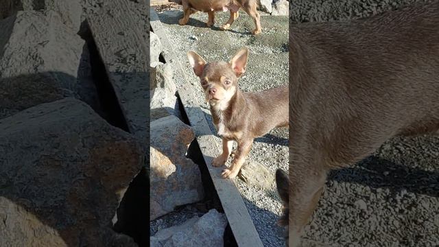 ЛИЛОВЫЙ Вернисаж Космосович продажа чихуахуа питомник Кастропуло+79787458062 доставка есть купить