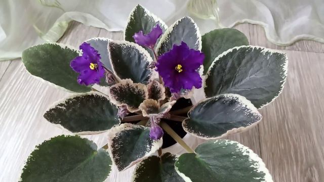 Комнатные Цветы. смотреть онлайн