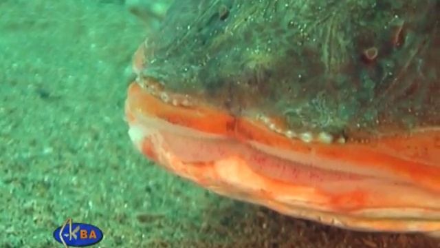 Тригла.Chelidonichthys lucernus.Tub gurnard. смотреть онлайн