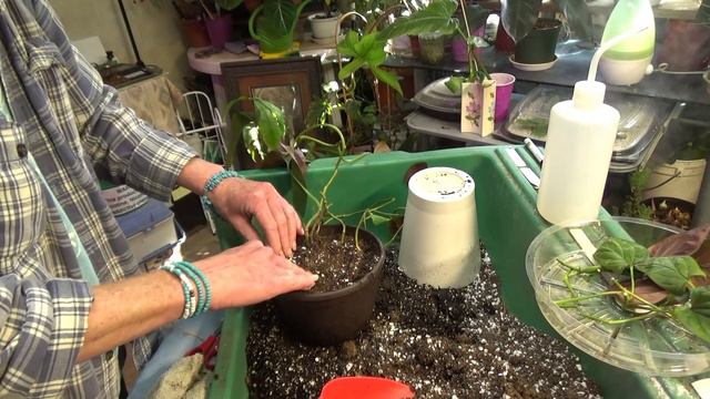 Syngonium Erythrophyllum 
