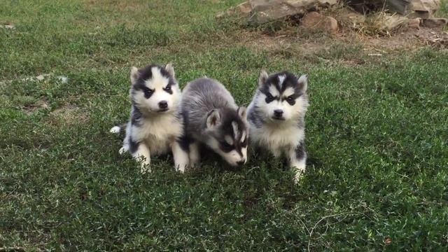 Малыши хаски Первый раз на улице ) смотреть онлайн