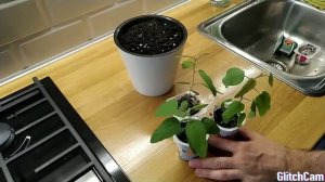 ЭВКАЛИПТ ЛИМОННЫЙ выращенный из семян