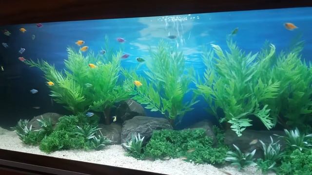 Аквариум с искусственными растениями смотреть онлайн