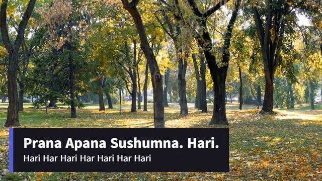 MANTRA SANADOR. Prana Apana. Conexión meditación. смотреть онлайн