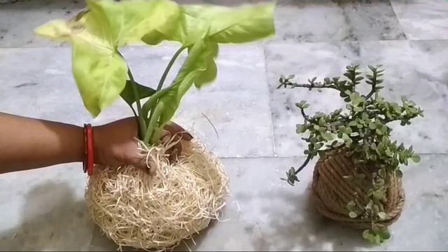 Money Plant and Jade Plant Kokedama // Fertilizing and Watering of Kokedama//Kokedama Plants Care смотреть онлайн