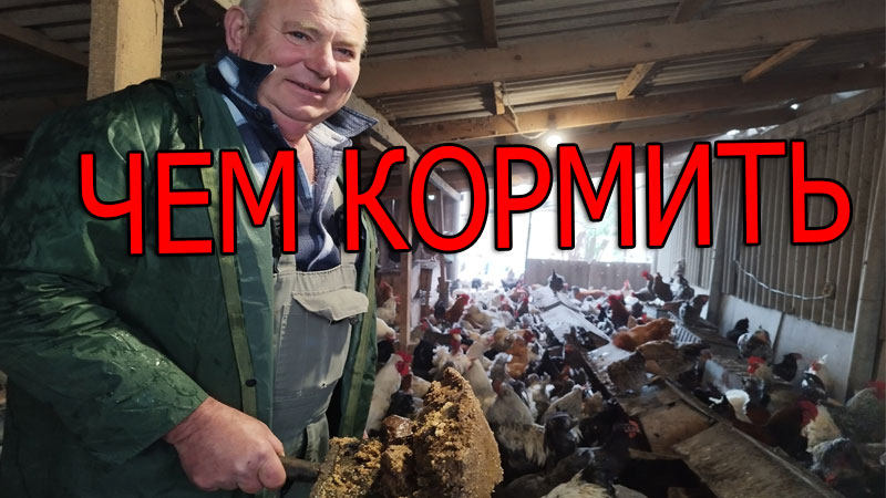 Чем кормить кур?