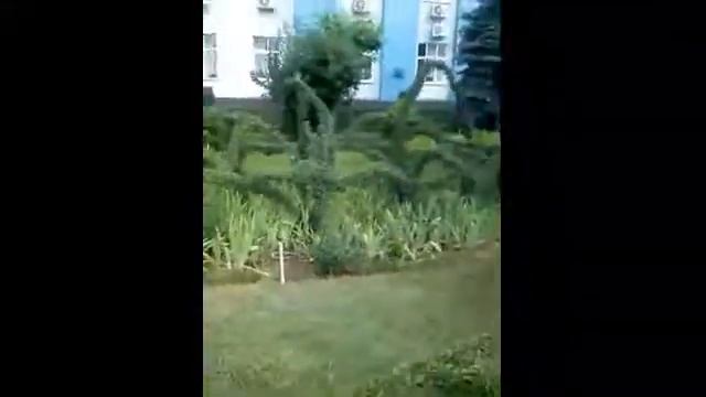 Необычайно -красивая стрижка кустарников в Волгограде. смотреть онлайн