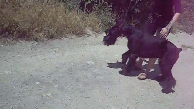 питомник Роман-Кош. ROMAN-KOSH DGAIV QUIСK. м. ROMAN-KOSH BUTTERFLY SILVER WAVE 3 смотреть онлайн