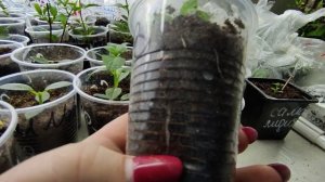 Прищипка и подкормка  укорененных черенков метельчатой гортензии ???