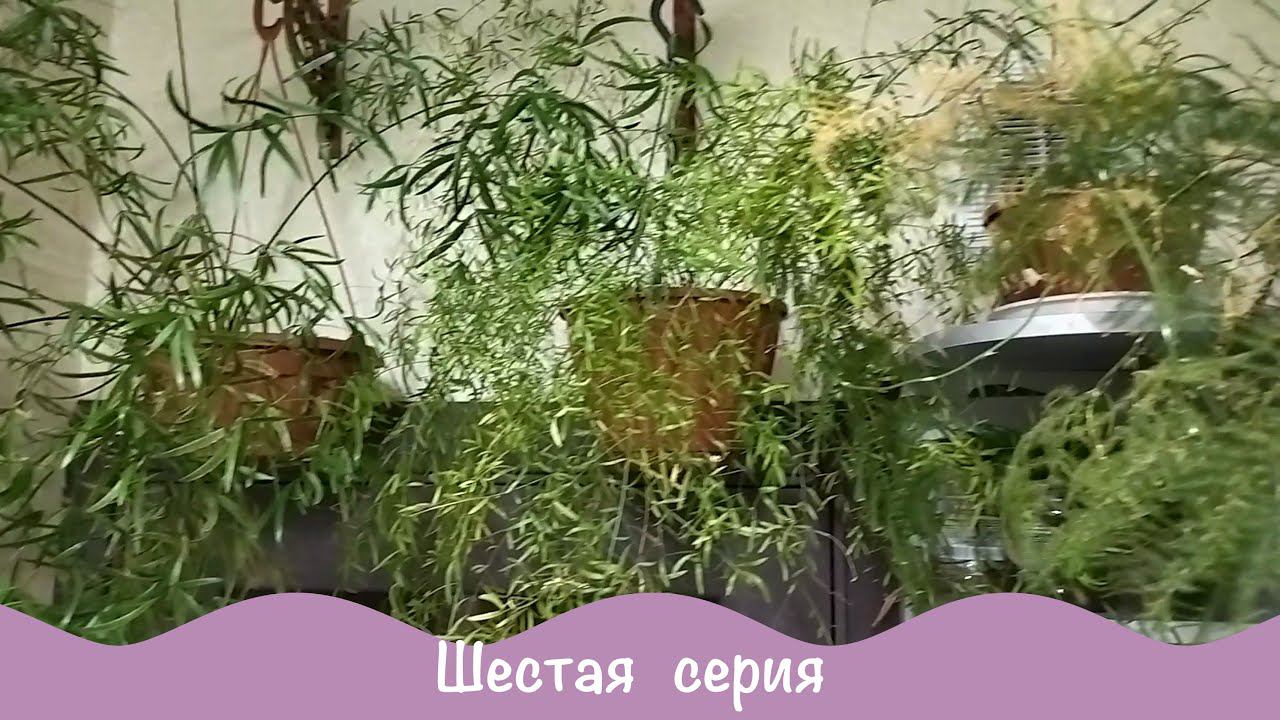 Зеленый уголок дома. Комнатные растения. 6ч смотреть онлайн