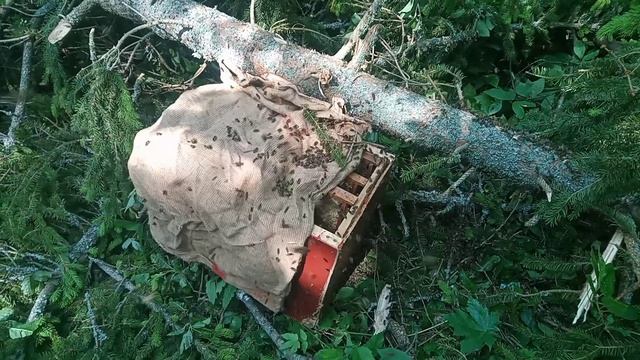 YouCut_20230608_174801442.mp4 смотреть онлайн