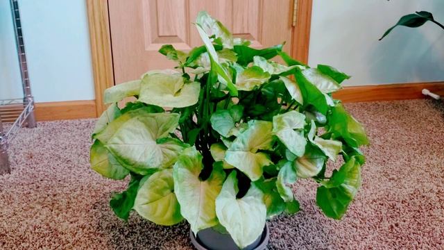 Syngonium Bold Allusion 01 Part 001 | Plant Vlog 149 смотреть онлайн