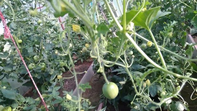 И снова на огороде!!! смотреть онлайн