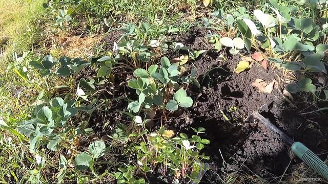 Высадка рассады клубники из семян в открытый грунт смотреть онлайн