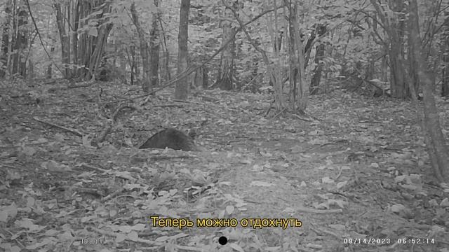 Барсучья жизнь в Налибокской пуще смотреть онлайн