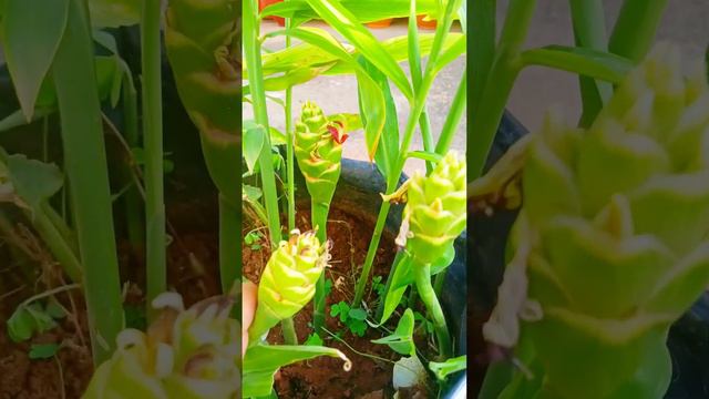 Beautiful Flower In Ginger Plant🌱🤗