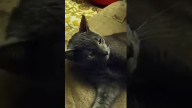 Macho Gato смотреть онлайн