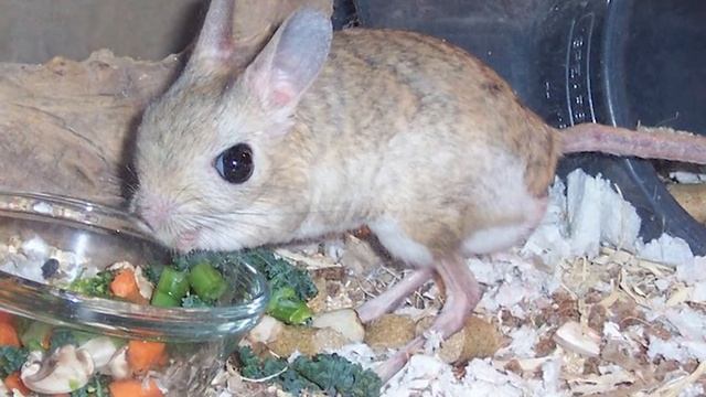 Домашний тушканчик! Его невозможно приручить полностью. Содержание и уход за тушканчиком. смотреть онлайн