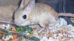 Домашний тушканчик! Его невозможно приручить полностью. Содержание и уход за тушканчиком.