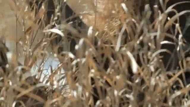 Шерстистый носорог ( Прогулки с чудовищами ) смотреть онлайн