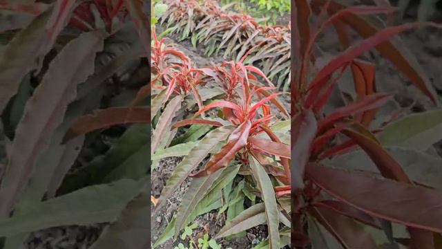 Колоновидный персик Кримсон Бонфайр Россия | Small Gardens