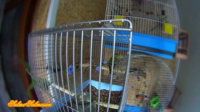 Бюджетное лечение певчих птиц - Вылечил Репела(коноплянку) смотреть онлайн