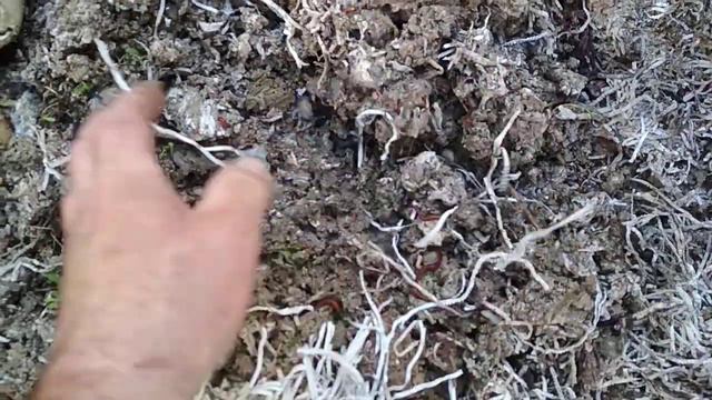 Всеядность калифорнийских червей смотреть онлайн