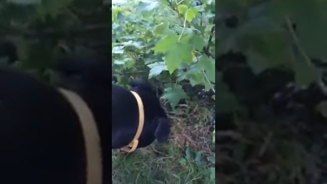 Пес есть черную смородину смотреть онлайн