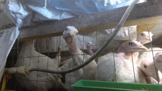 Кормим Хайбридов Луком и Ракушкой! смотреть онлайн