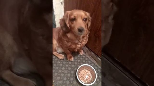Мотя и мясной корм Чаппи. смотреть онлайн