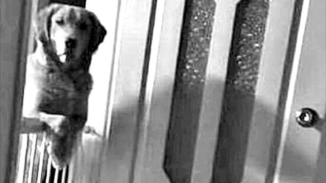 Новые хозяева пса не могли понять, почему собака не спускает с них глаз по ночам смотреть онлайн