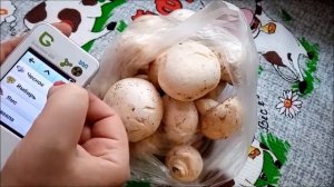 ПРОВЕРЯЮ НА НИТРАТЫ ШАМПИНЬОНЫ ИЗ СВЕТОФОРА, ПОКАЗЫВАЮ РЕЗУЛЬТАТЫ.