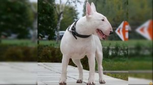 БУЛЬТЕРЬЕР ПРОТИВ СТАФФОРДА - КТО ПОБЕДИТ?