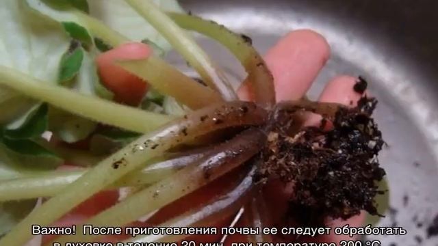 Фиалка Маджента — описание и характеристики сорта смотреть онлайн