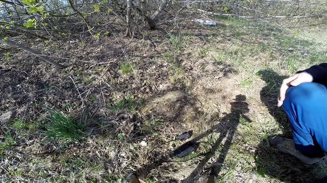 Ловля певчих птиц. Зарянка. смотреть онлайн