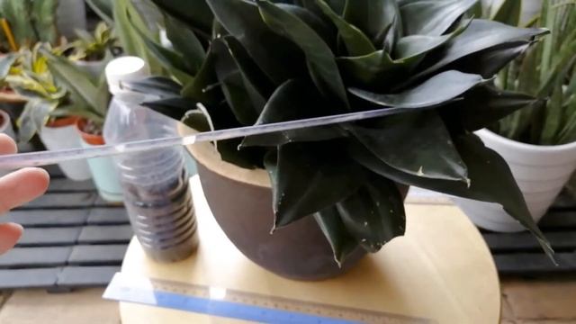 Sansevieria Hahnii Black Jade, Bird’s Nest Sansevieria