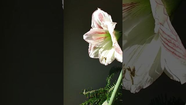 Indoor amaryllis blooming Part 3 смотреть онлайн