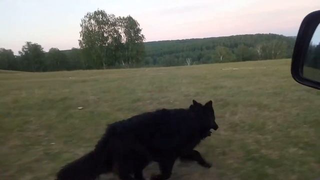 Черный Волк на Лысой горе ,пробежка . смотреть онлайн