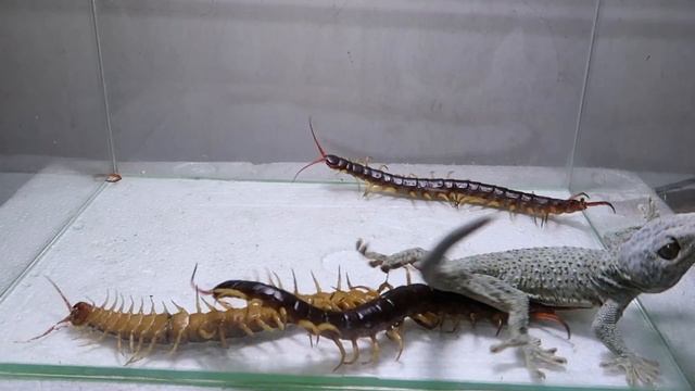 Gecko and 3 Giant Centipede смотреть онлайн