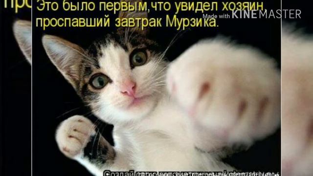Приколы про котиков с одной картинкой ёжика.!!. смотреть онлайн