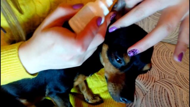 БОЛЕЗНЬ, О КОТОРОЙ НУЖНО ЗНАТЬ КАЖДОМУ!/Ушная чесотка/Ушной клещ/ПРОФИЛАКТИКА/Той-терьер Тайсон. смотреть онлайн