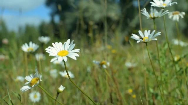 Помнишь, как на ромашках гадали смотреть онлайн