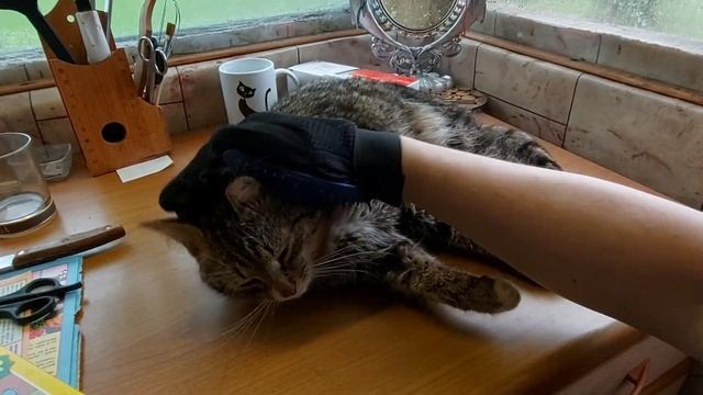 Маленькие пушистики/Первая весна у котёнка Кузи/Перчатка для вычёсывания шерсти смотреть онлайн