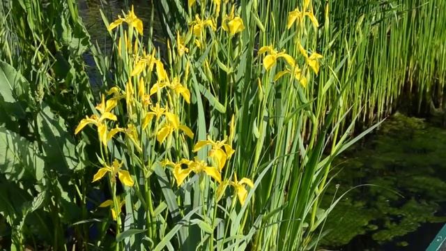 Ирис водяной. смотреть онлайн