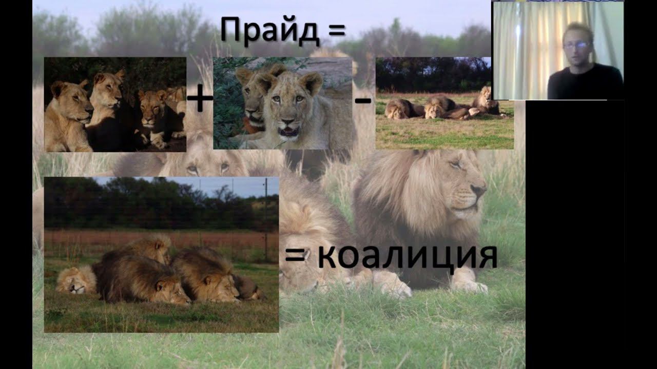 Иерархия в отдельно взятой группе львов. Вебинар для студентов Школы Прикладной Этологии. смотреть онлайн