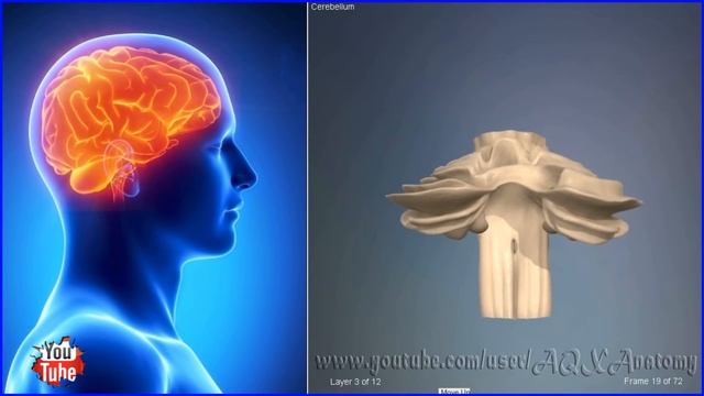 Мозжечок головного мозга | 3D Анатомия человека | Внутренние органы
