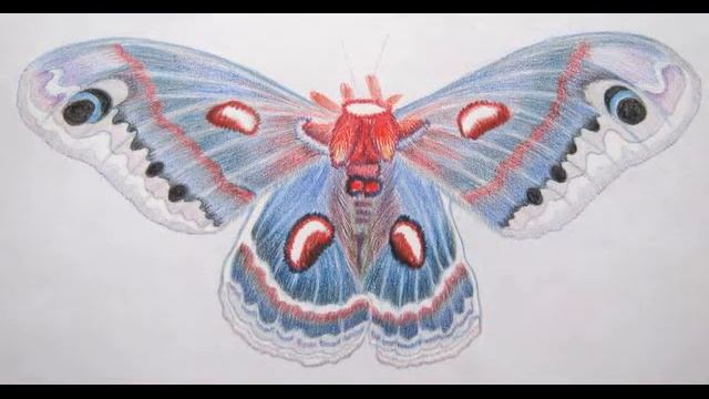 Бабочка акварельными карандашами смотреть онлайн