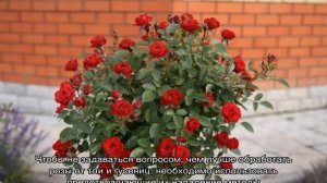 Гусеницы на розах — чем обработать