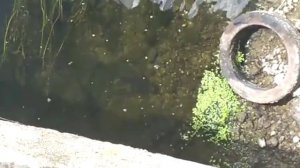 Мариуполь. Большая рыба в реке Кальчик